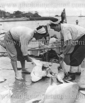 Japanese fishermen with sharks c1940s