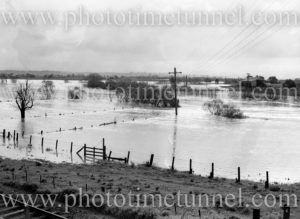 Hunter River in flood near Maitland, NSW, June 14, 1945. (4)