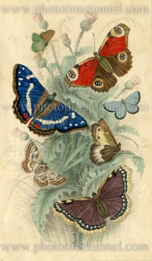 Butterflies. 19th century hand-coloured engraving.