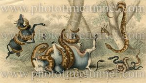 Pythons attacking livestock. 19th century hand-coloured engraving.
