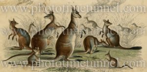 Kangaroos and wallabies. 19th century hand-coloured engraving.