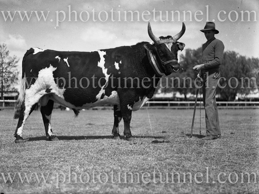 Prize bull at Maitland Show, NSW, October 17, 1935.