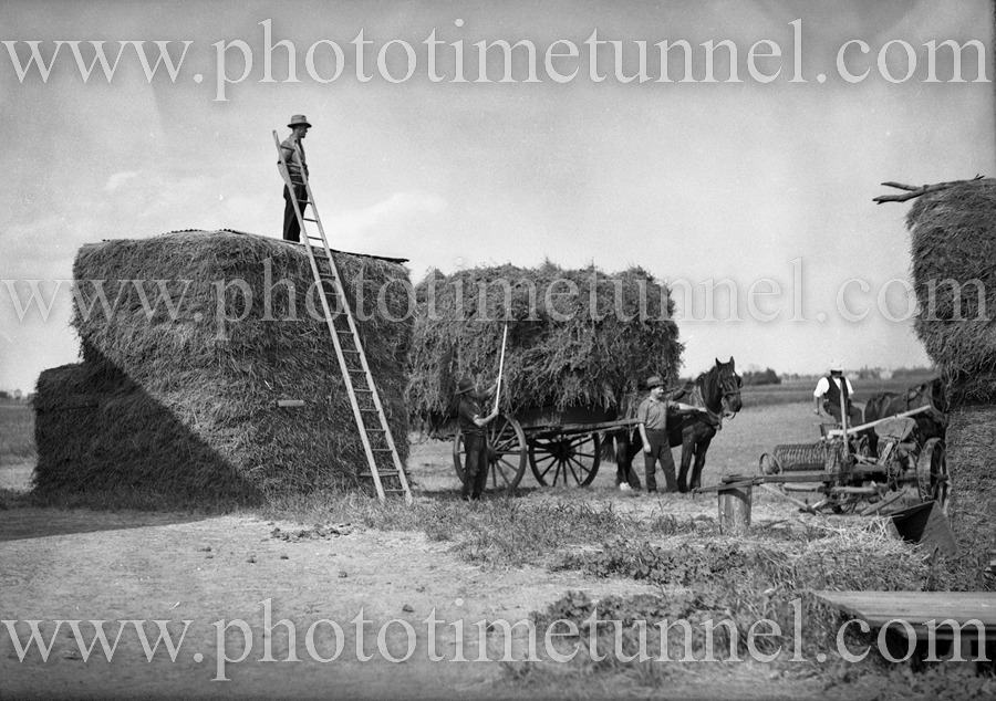 Haystacks at Maitland, NSW, October 17, 1935.