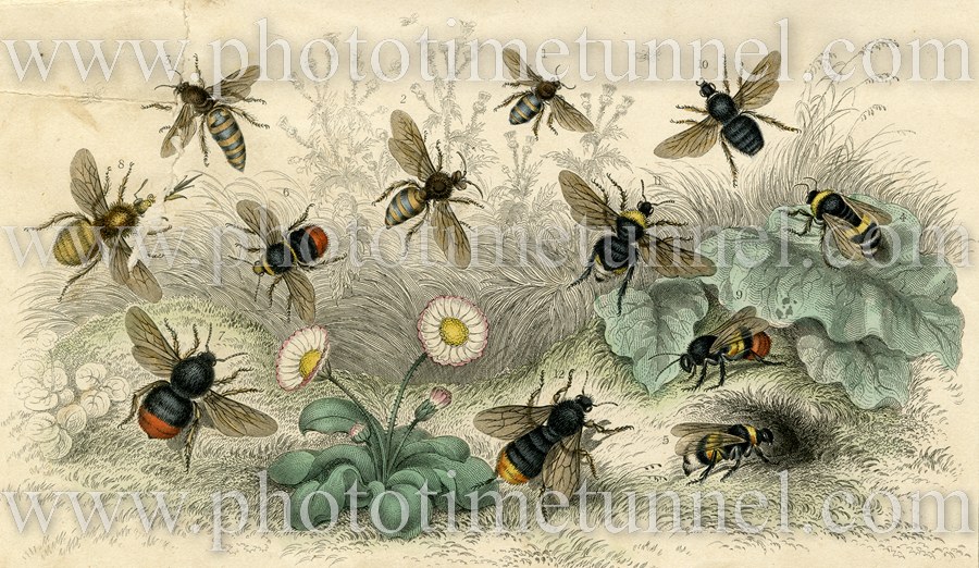 Bees. 19th century hand-coloured engraving.